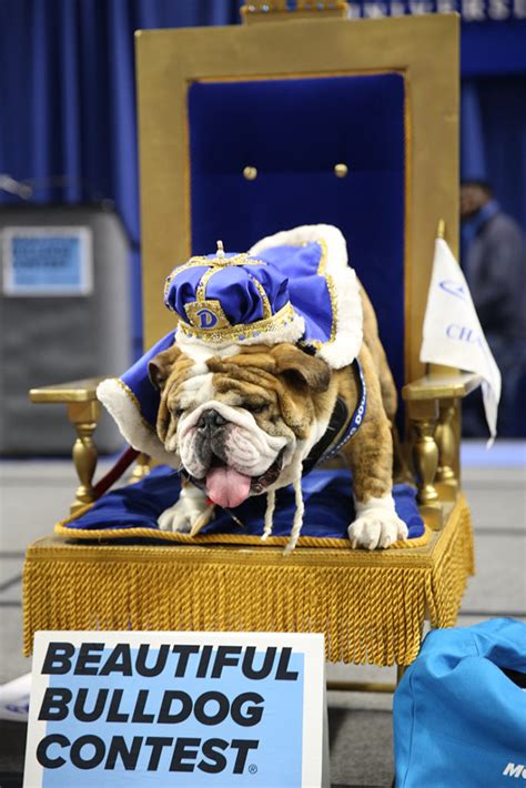 drake university beautiful bulldog contest|beautiful bulldog contest.